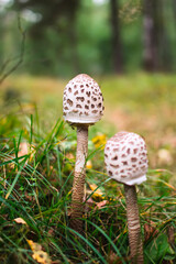 Big beautiful parasol mushroom in the forest.