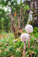 Big beautiful parasol mushroom in the forest.