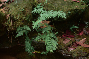 fern in the forest