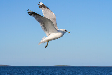 Fototapeta na wymiar Seagull flight above the White Sea