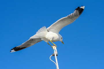 Seagull flights above the White Sea