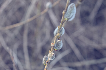 Pussy willow, spring decoration