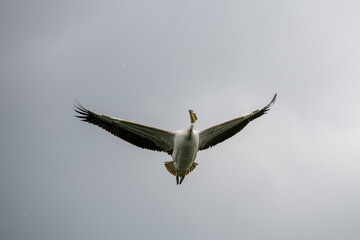 beautiful pelican flying in the sky