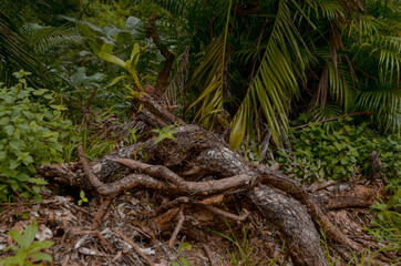 lizard in the forest