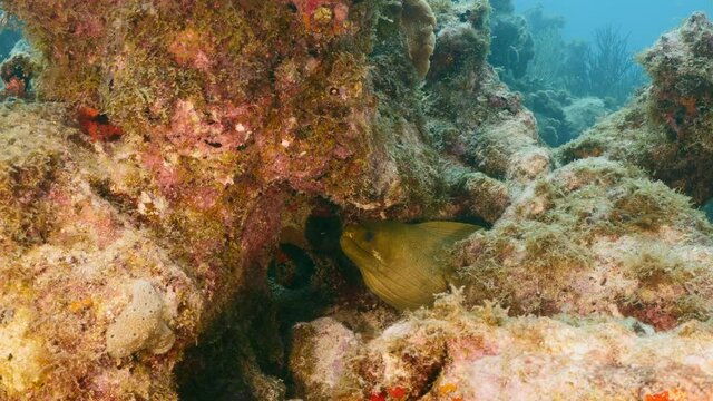 Green Moray Eel rest in coral block of reef in Caribbean Sea, Curacao