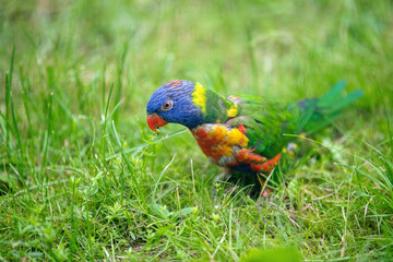 colorful parrot walking on the floor