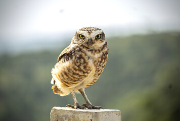 horned owl