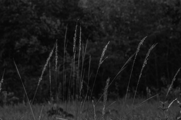 Fototapeta premium reeds in the wind