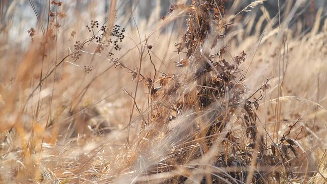 Young oak tree in dry strow field camera movement bottom to the top.