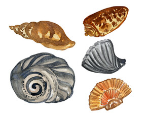 watercolor collection of seashells