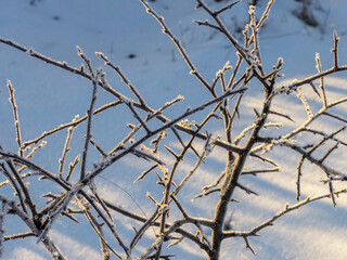 Winter, snow and frost, the plants and shrubs left over from autumn covered with frost, shimmer with sparkling sparks of snow crystals in the rays of the rising sun.