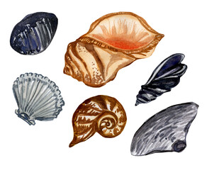 watercolor set multicolored seashells