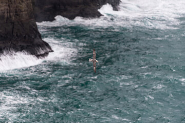 gull flying over stormy sea