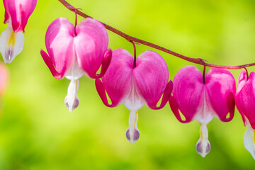Close-up flowers of a bleeding heart Dicentra Spectabils