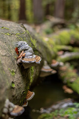 abstract mushroom on a wood with moss