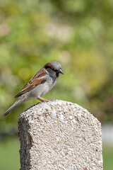 cute little sparrow sitting on a stone