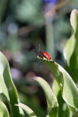 crazy little red bug sitting on a leaf