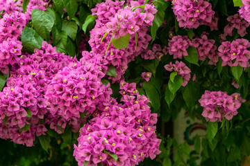 Fototapeta premium Blooming magenta bougainvillea flowers in summer season. Close-up of bright pink bush as floral natural background. Typical exotic plant in Greece, Spain, Turkey and other south European destinations
