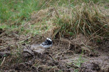 a pied wagtail searching for food amongst the muddy grassland