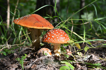 Fly agaric (Amanita muscaria) in the forest. Poisonous mushroom grow in woodland in summer and autumn