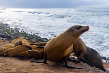 island sea lion