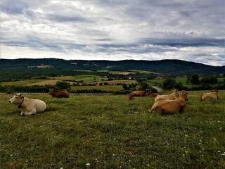 Fototapeta na wymiar sleeping cows with a village view
