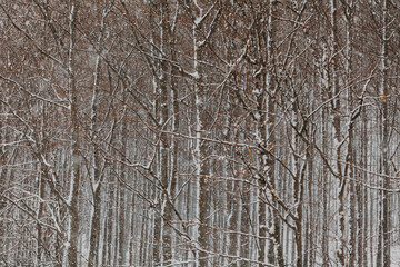forest during snowstorm in winter