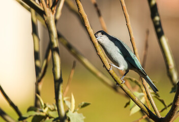 Sayaca Tanager on branch