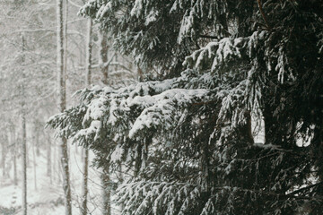 forest during snowstorm in winter