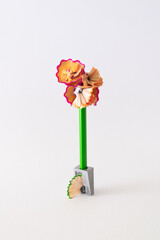 Green school pencil in grey sharpener with orange and purple pencil shavings in flower shape against white textured background. Minimal creative natural concept.