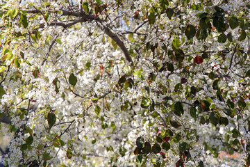 Lake Hollywood Park  beautiful flower 