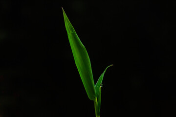Bamboo leaves. Green and dark bamboo. Nature background.