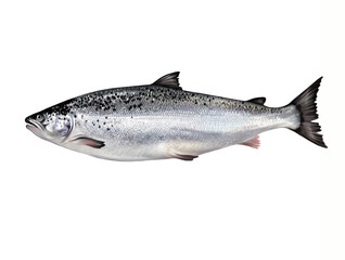 The Atlantic salmon (Salmo salar)