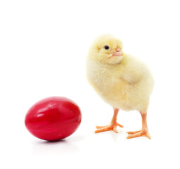 Little yellow chicken with egg.