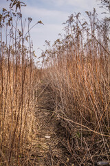 Fototapeta premium Meadow in winter with a footpath gowing through