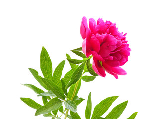 One pink peony with leaves.