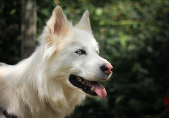 Obraz premium Portrait of a white dog of the husky breed, with blue eyes, on a blurred background of nature 