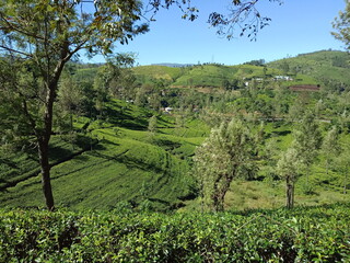 Fototapeta na wymiar Pure Ceylon Tea
