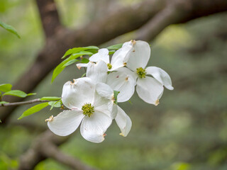 Flowering dogwood in spring