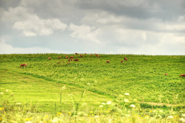 Fototapeta na wymiar Cows grazing on green meadow