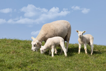 Naklejka na ściany i meble Sheep with two little cute lambs at Dutch dike
