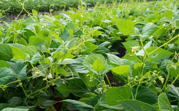 Healthy and wholesome food - young bean shoots grow on an agricultural plantation.