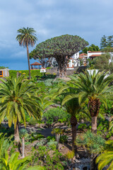 1000 years old Drago tree and Church of Mayor de San Marcos in the old town at Icod de los Vinos,...