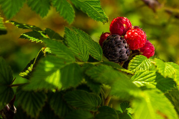 Raspberry leaves and fruit. One fruit purple and others pink. Nature background.
