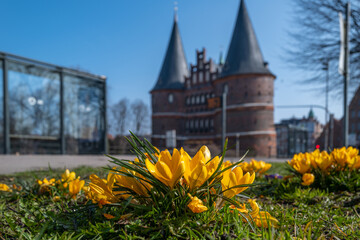 some yellow crocuses bloom in spring and in the background is Lübeck Holsten Gate