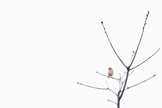 Red-headed sparrow on tree