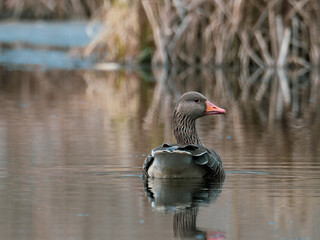 close up of a gray goose swimming on calm water