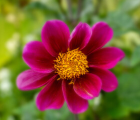 Vivid and showy dahlia flower with yellow pollen on petals close up.