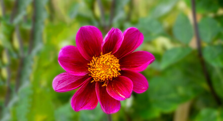 Vivid and showy dahlia flower with yellow pollen on petals close up.