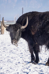 Portrait of Black Domestic Yak, Nose Covered with Ice and Snow on Sunny Cold Winter Day